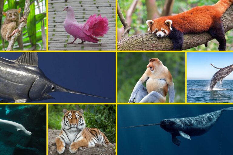 Our Commitment to Biodiversity Reflected in Every Release